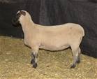Sheep Trax Marigold 430M